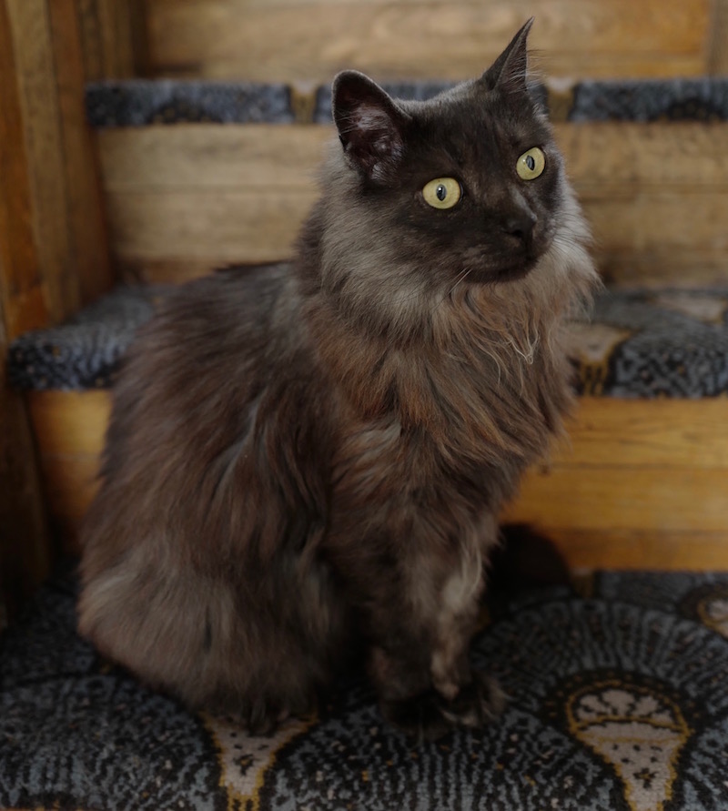 Toto, Dee Koppang O'Leary and Dermots cat