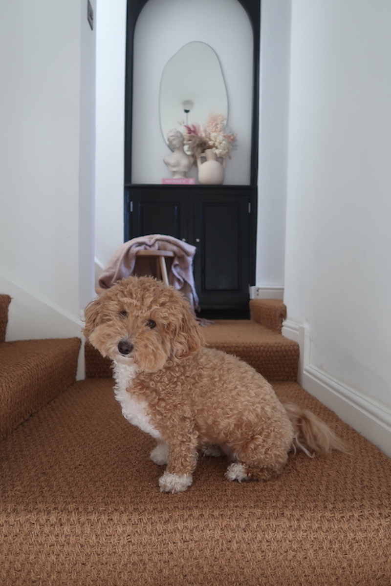 Natural beauty - Sinead's pooch loves her new Coir stair carpet too