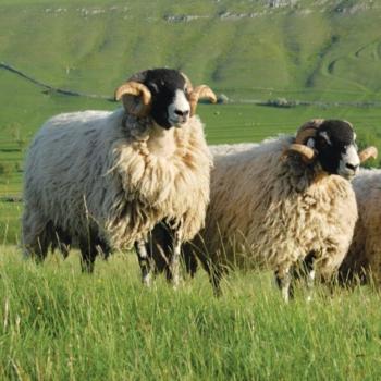 The Natural Beauty and Benefits of Wool Carpets, Rugs and Runners 